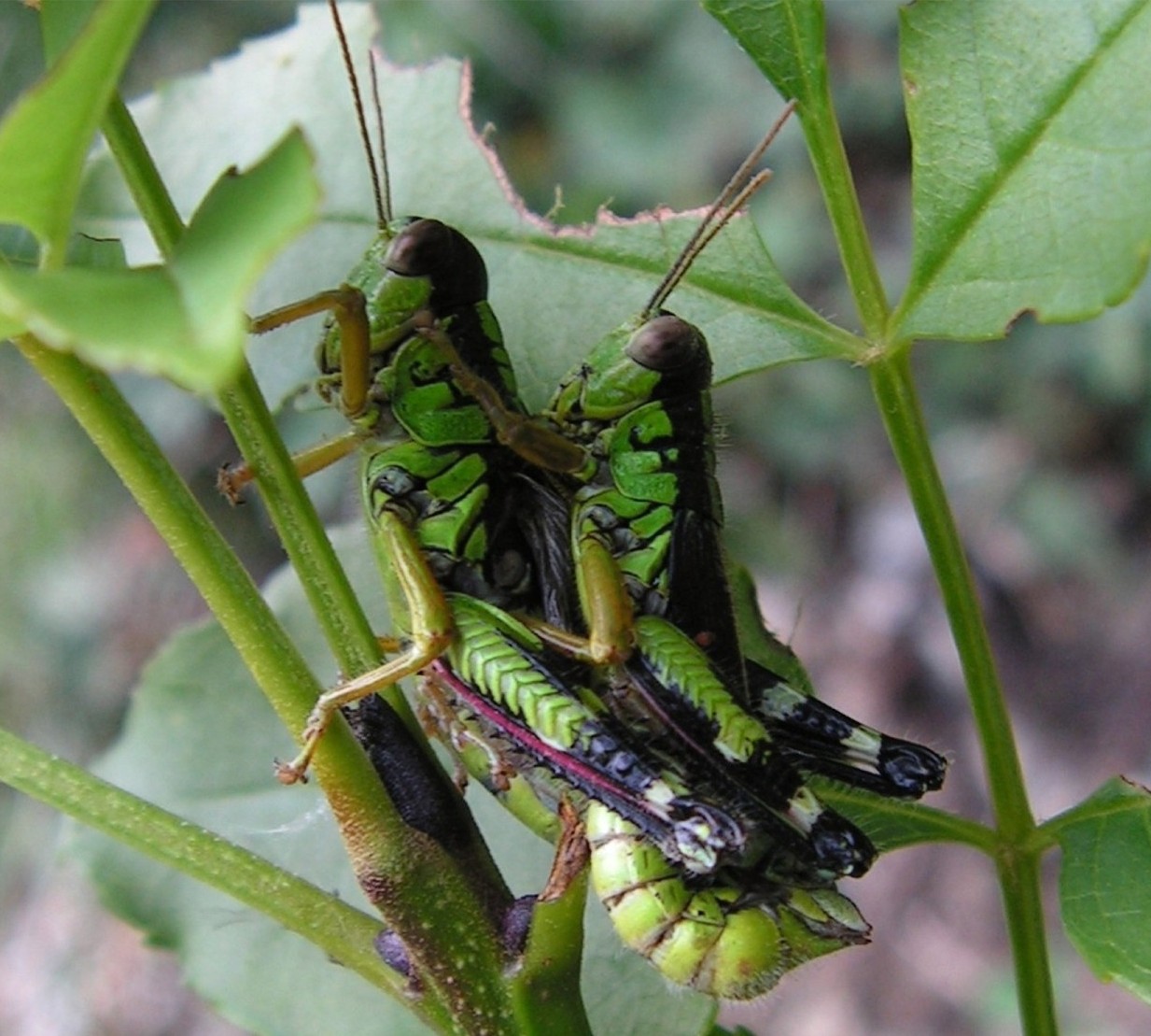 Ortotteri in accoppiamento: Miramella (Nadigella) formosanta